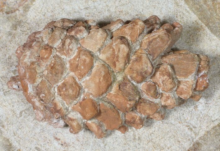 D, Oligocene Aged Fossil Pine Cone - Germany #50768